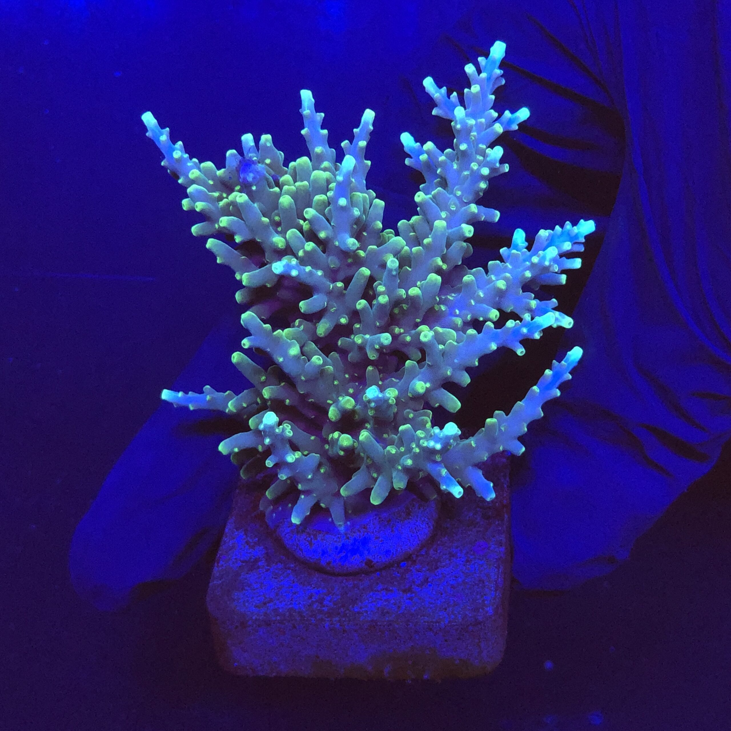 Yellow Tips Dragon G