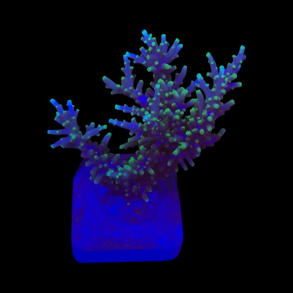 Ocyan