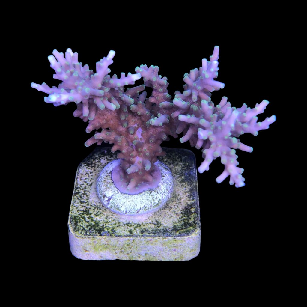 Ocyan