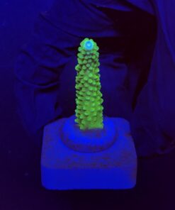 Yongei Green Blue Tips M