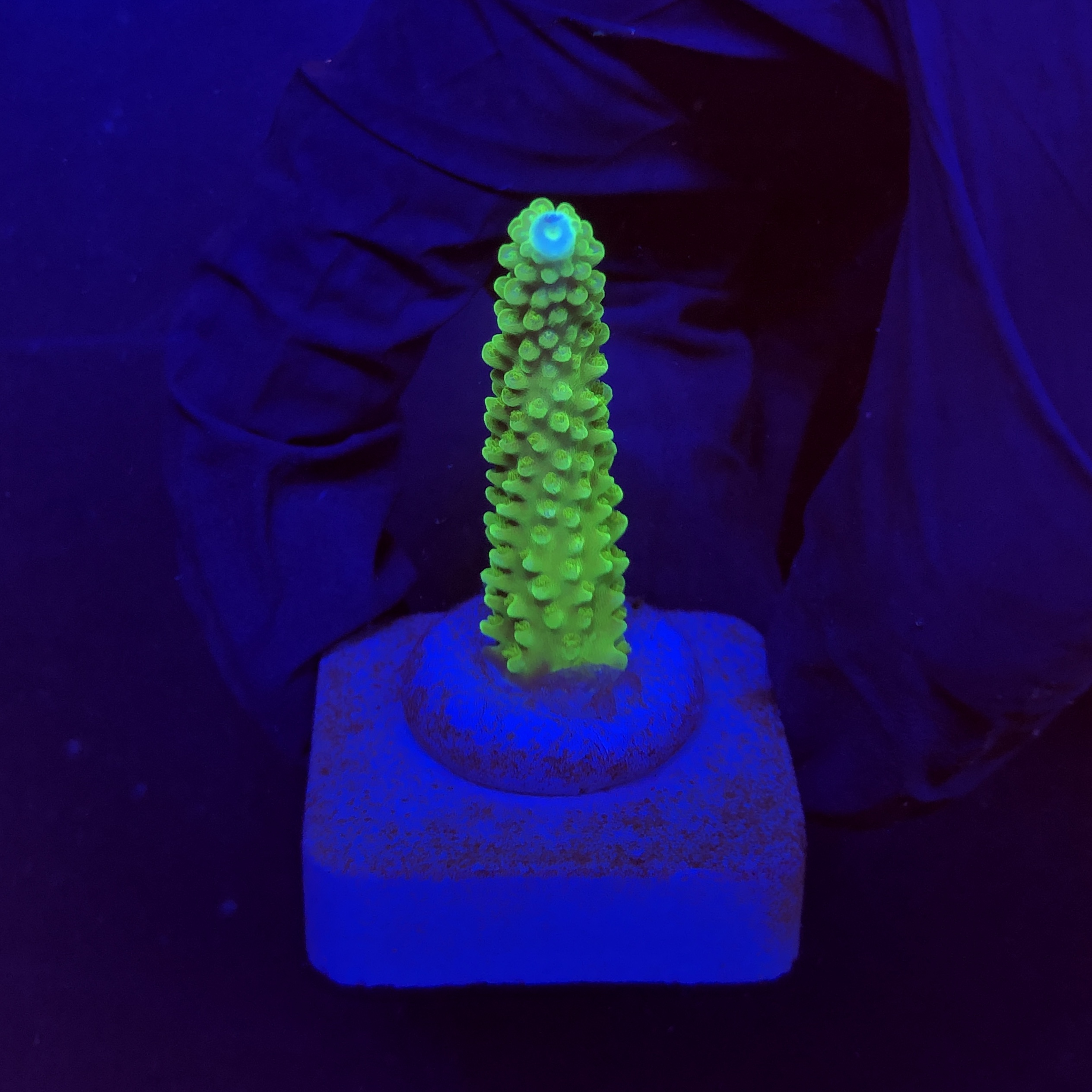 Yongei Green Blue Tips M