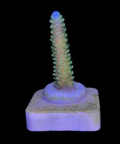 Alternative view of Yongei Green Blue Tips M