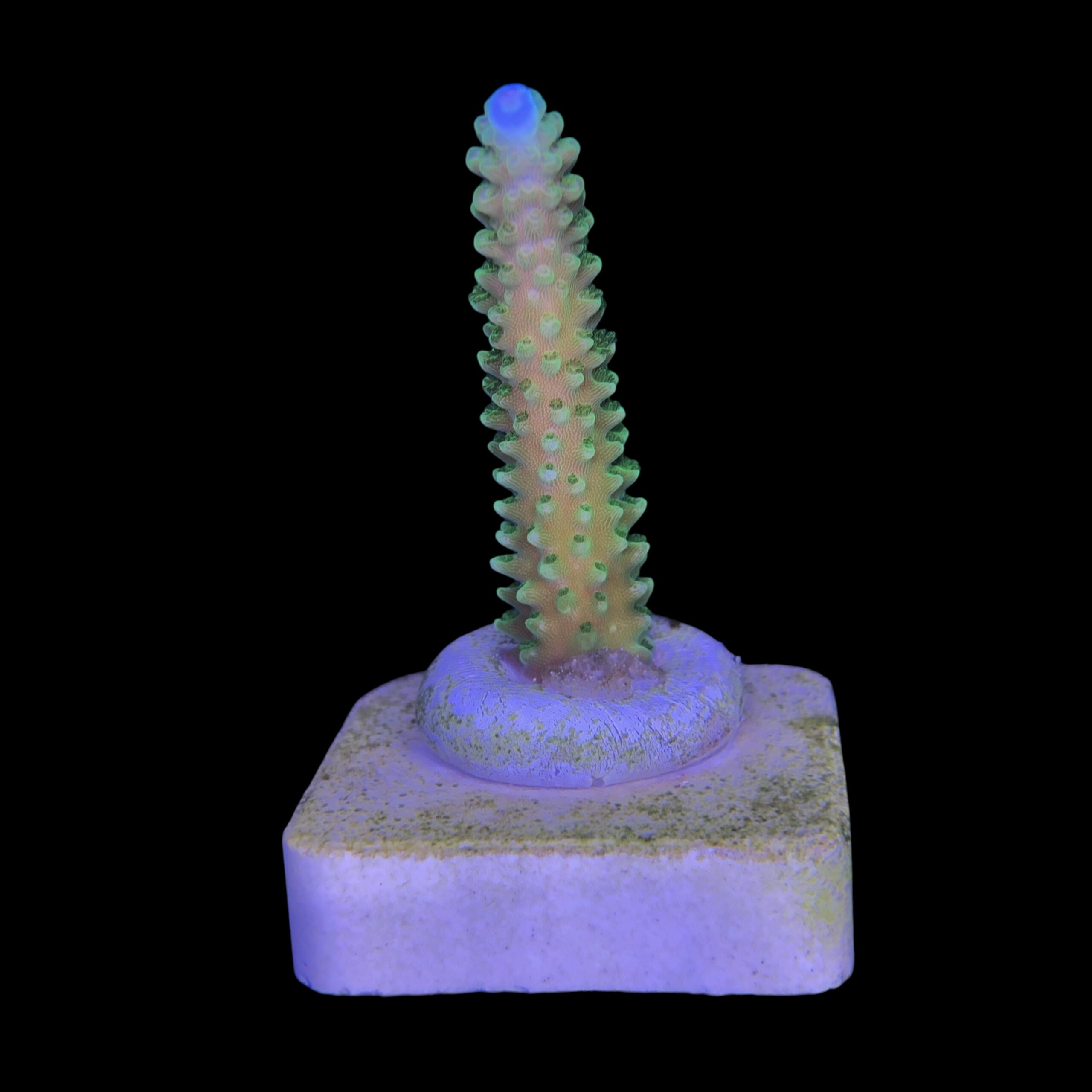 Yongei Green Blue Tips M - Imagem 2