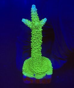 Yongei Green Blue Tips G