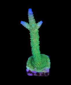 Alternative view of Yongei Green Blue Tips G