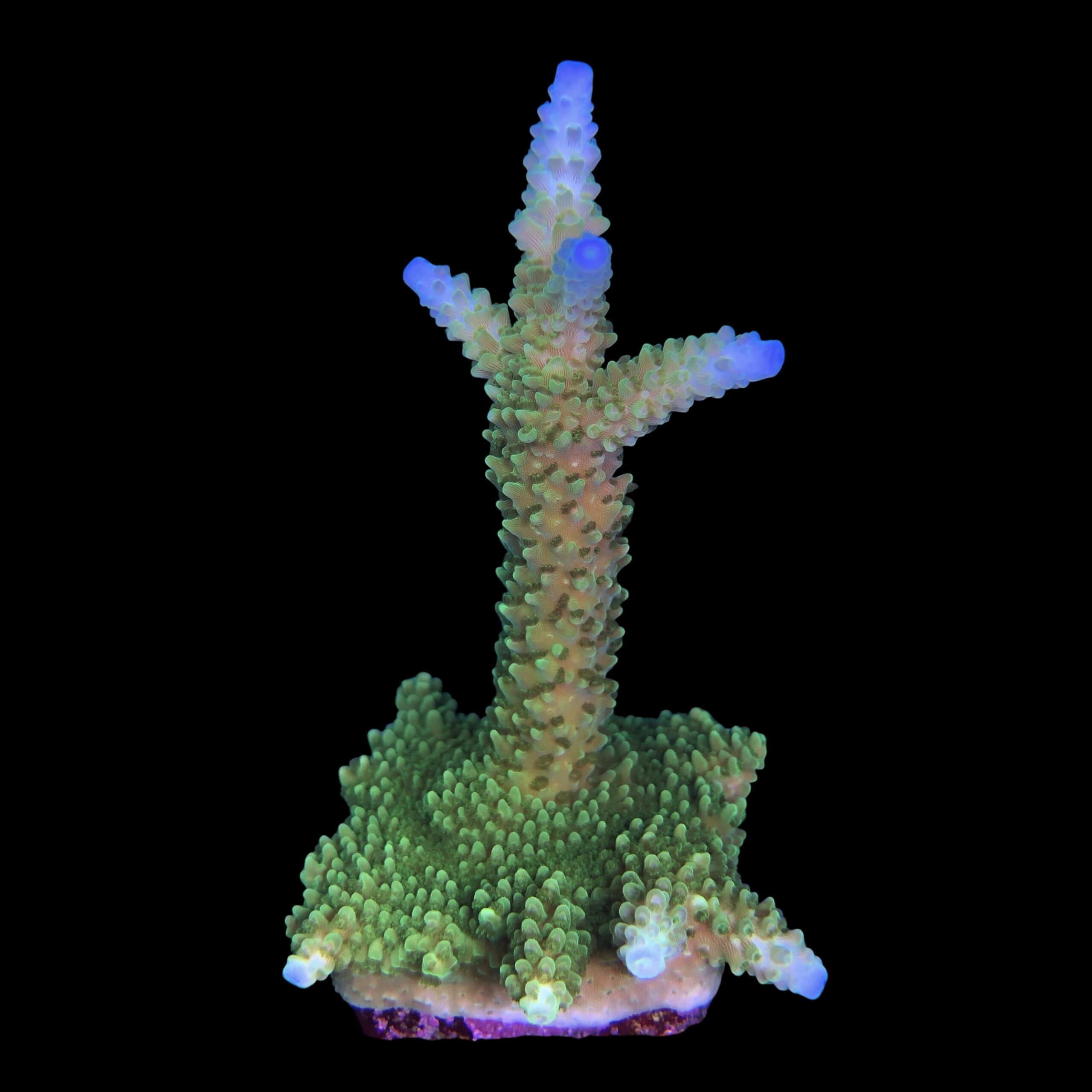 Yongei Green Blue Tips Mini Colônia - Imagem 2
