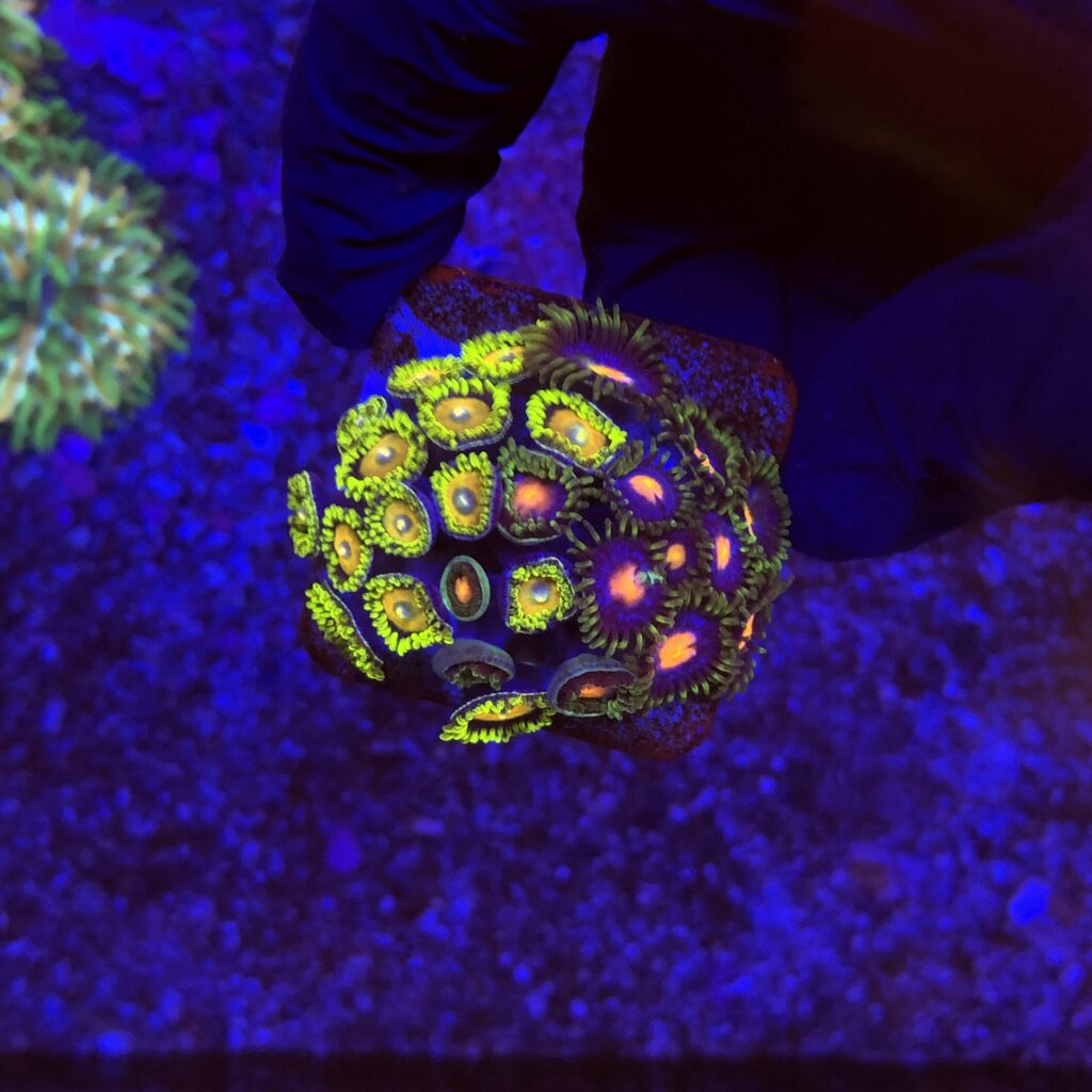 Ocyan
