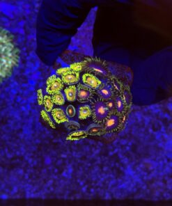 Zoanthus Mix M