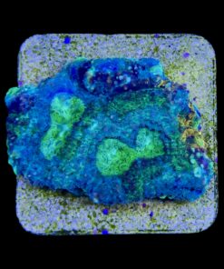 Alternative view of Acanthastrea Echinata Orange Green M