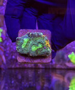Acanthastrea Echinata Orange Green M
