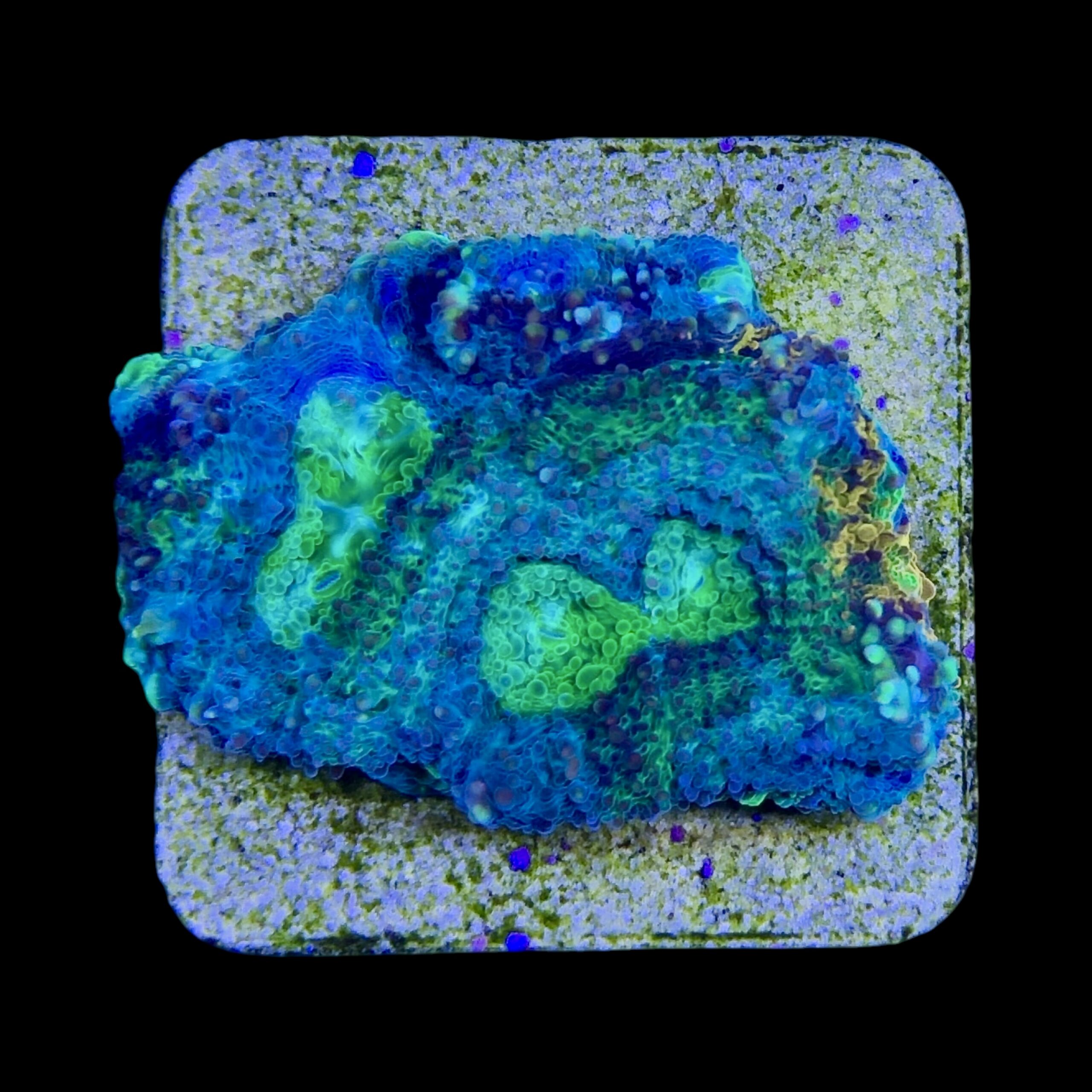 Acanthastrea Echinata Orange Green M - Imagem 2