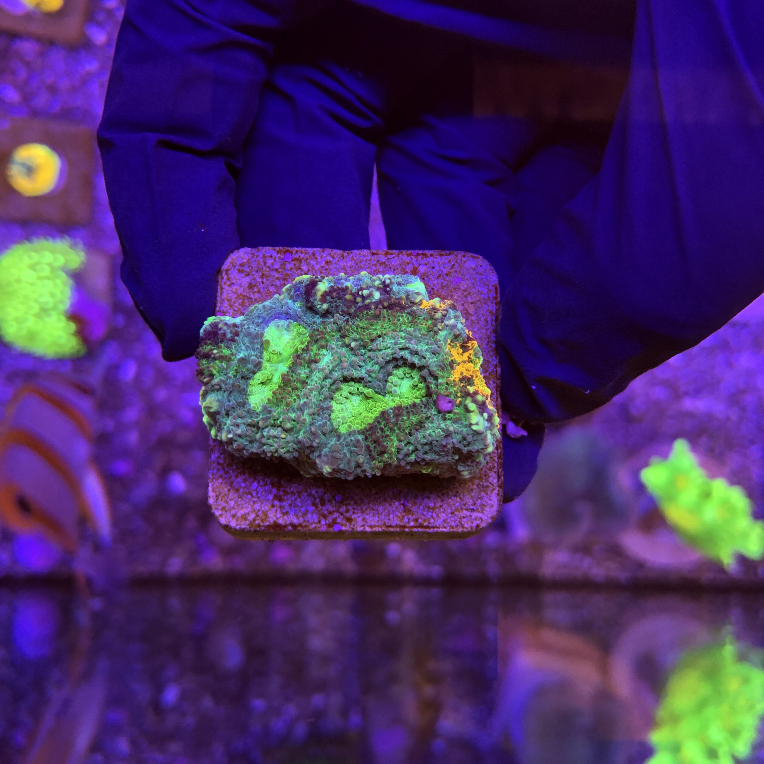 Acanthastrea Echinata Orange Green M