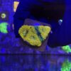 Acanthastrea Echinata Orange M