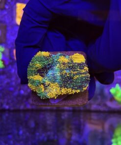 Acanthastrea Echinata Orange M