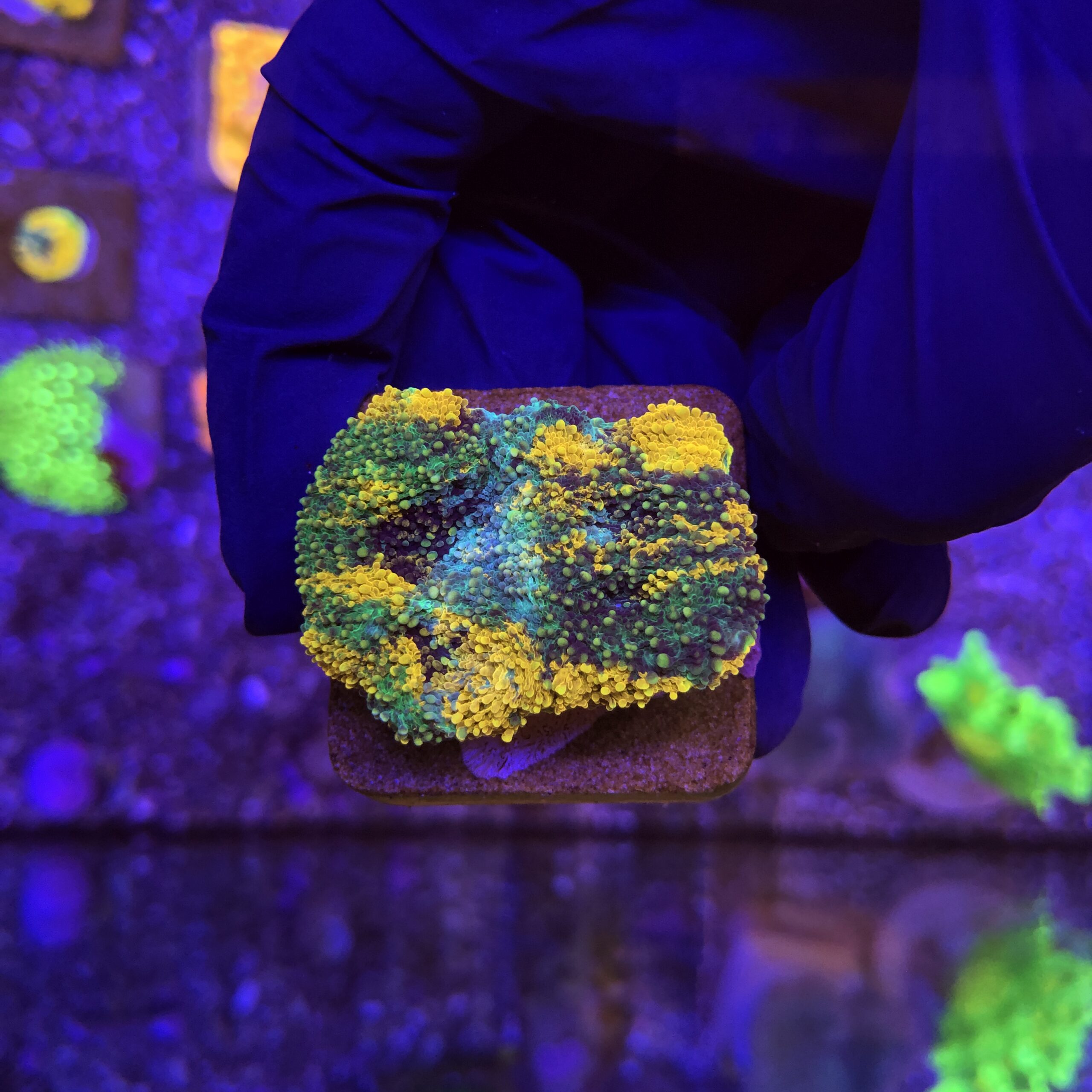 Acanthastrea Echinata Orange M