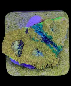 Alternative view of Acanthastrea Echinata Orange M