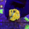Acanthastrea Echinata Orange M