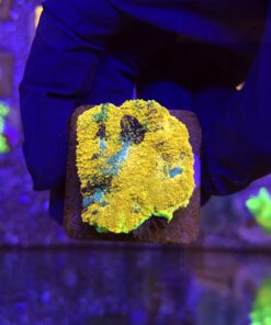 Acanthastrea Echinata Orange M