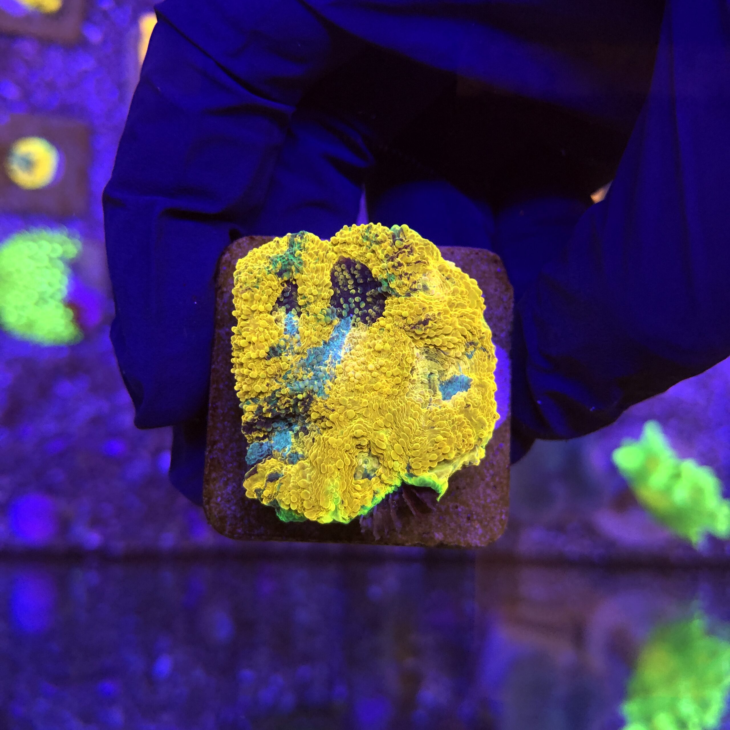 Acanthastrea Echinata Orange M