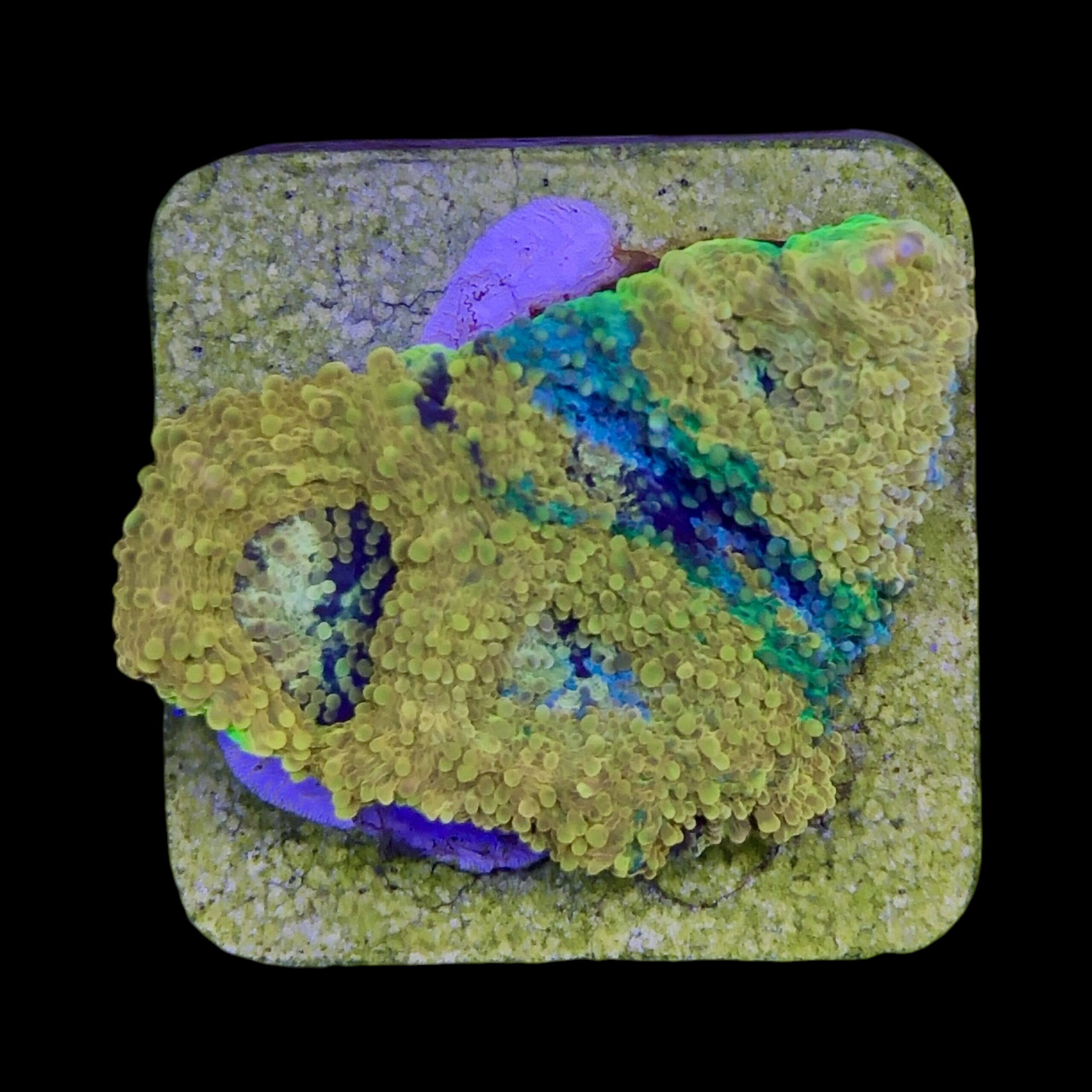 Acanthastrea Echinata Orange M - Imagem 2