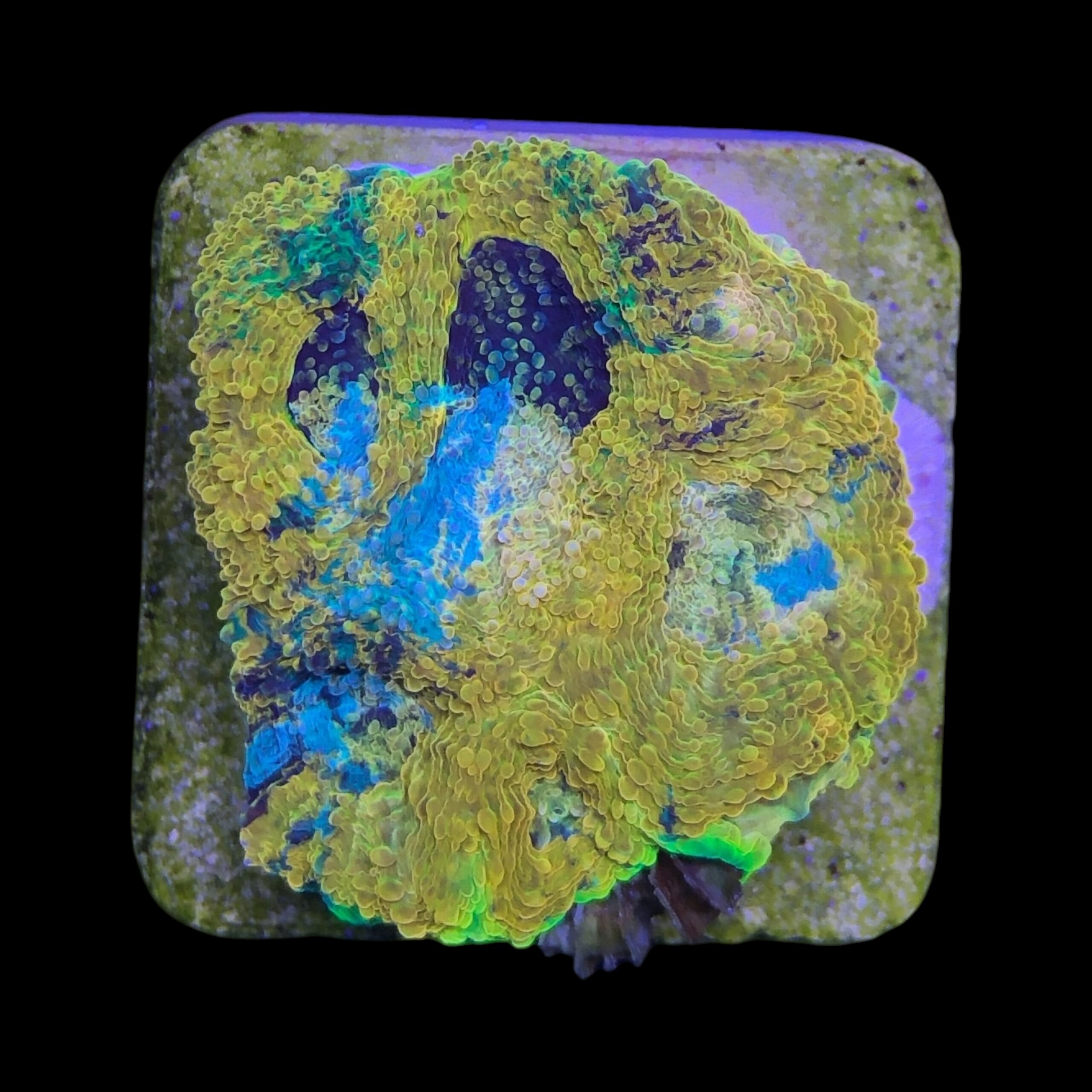 Acanthastrea Echinata Orange M - Imagem 2