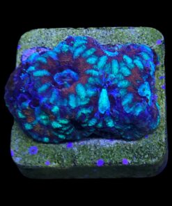 Alternative view of Acanthastrea Lordhowensis (Bali)