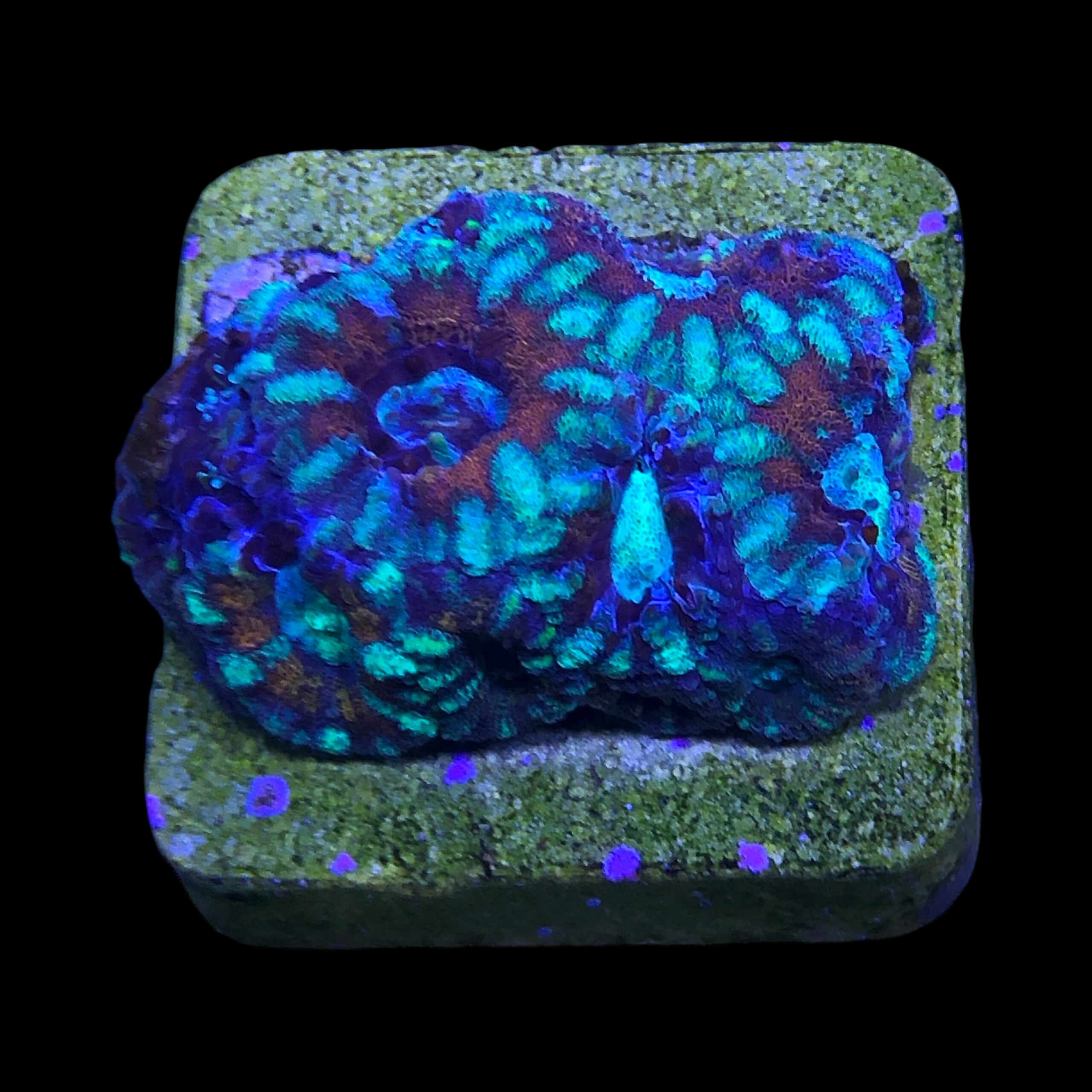 Acanthastrea Lordhowensis (Bali) - Imagem 2