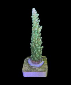 Alternative view of Austera Banana G