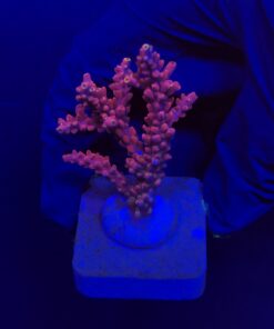 Austera Pink Yellow Tips M