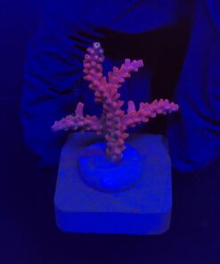 Austera Pink Yellow Tips M