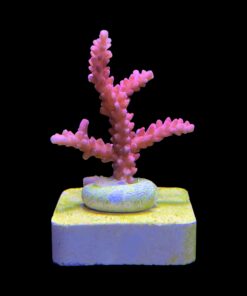 Alternative view of Austera Pink Yellow Tips M