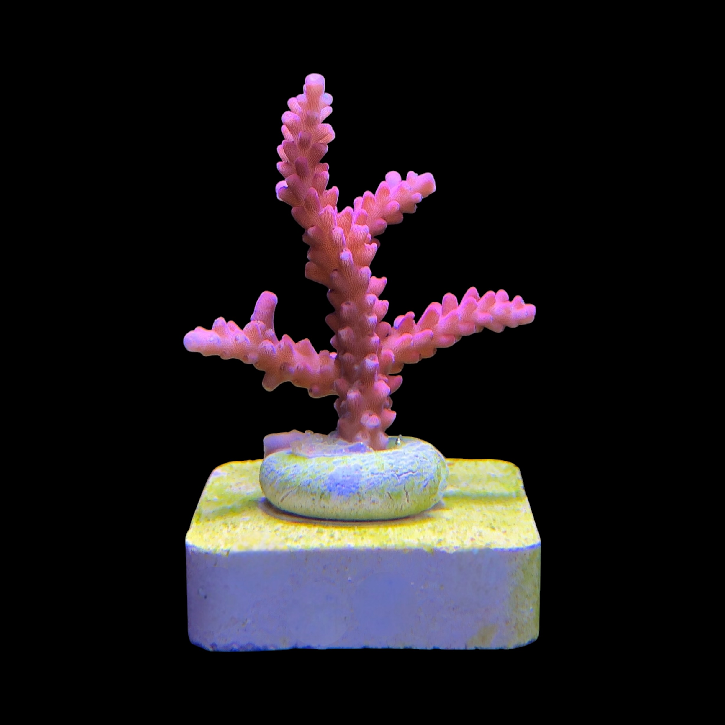 Austera Pink Yellow Tips M - Imagem 2
