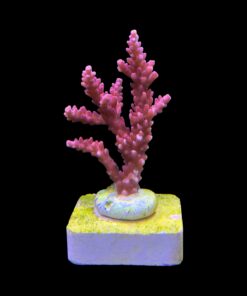 Alternative view of Austera Pink Yellow Tips M
