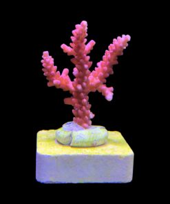 Alternative view of Austera Pink Yellow Tips M