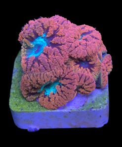 Alternative view of Blastomussa Wellsi M