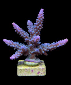 Blueberry Mini Colônia