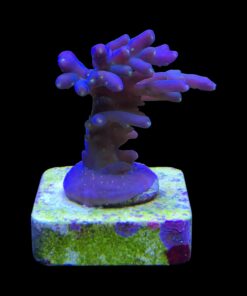 Caroliniana Purple Neon Polyps M