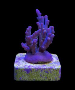 Caroliniana Purple Neon Polyps M