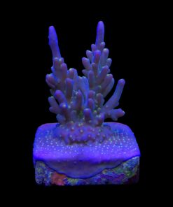Caroliniana Purple Neon Polyps M