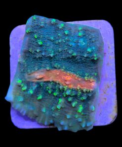 Alternative view of Chalice Green Orange Eye M