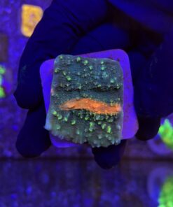 Chalice Green Orange Eye M