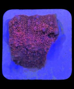 Alternative view of Chalice Pink M