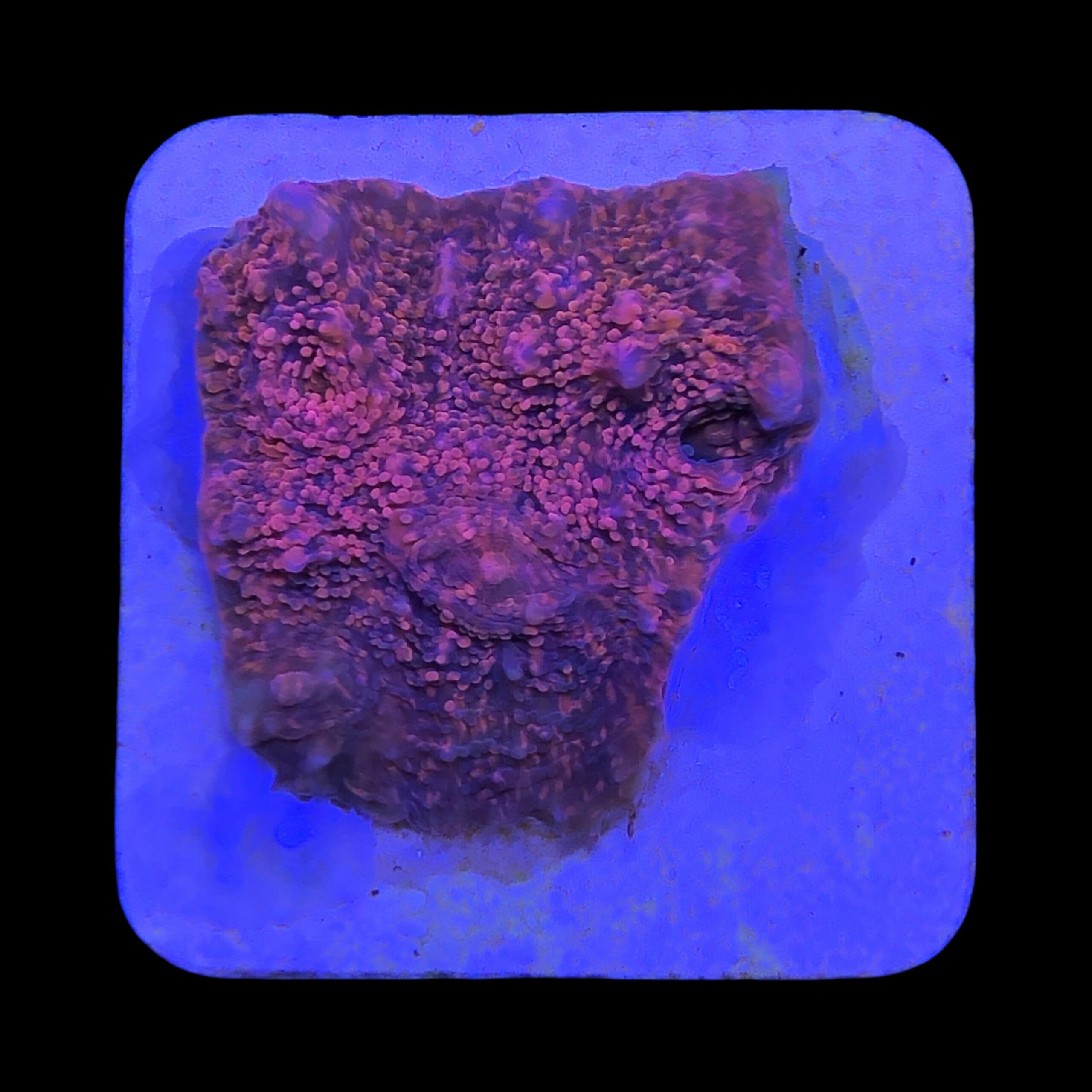 Chalice Pink M - Imagem 2