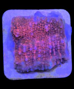 Alternative view of Chalice Pink M