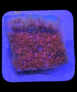 Alternative view of Chalice Pink M