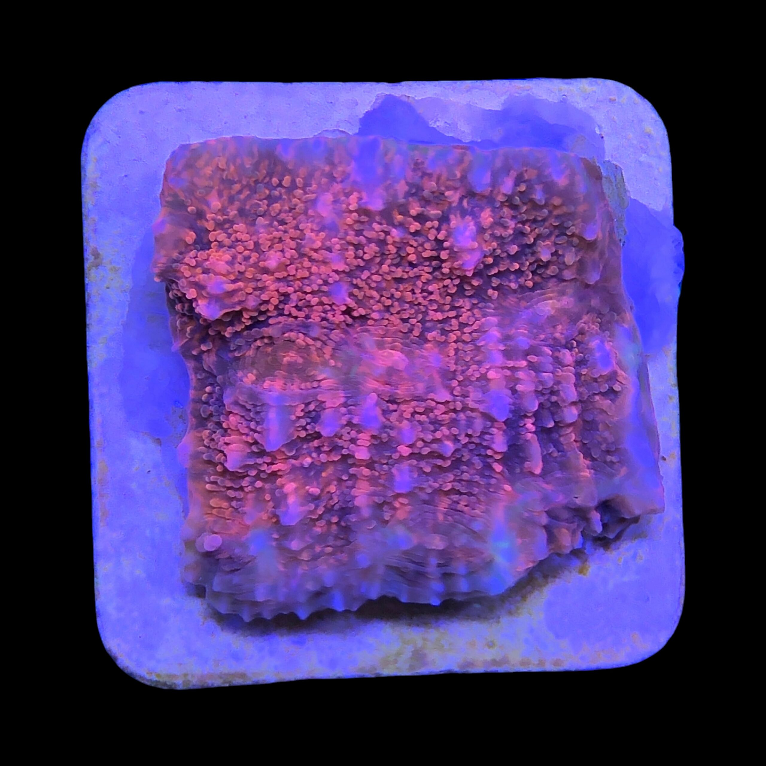 Chalice Pink M - Imagem 2