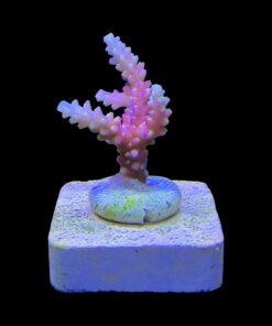 Alternative view of CJ Pink M