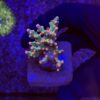 Cyphastrea Decadia M