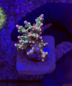 Cyphastrea Decadia M