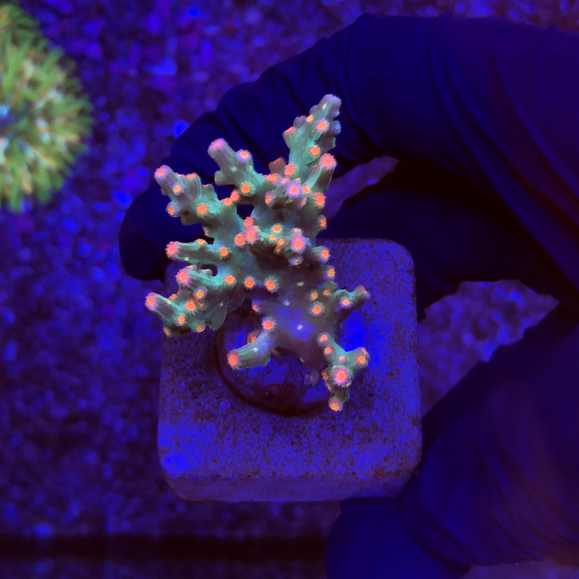 Cyphastrea Decadia M